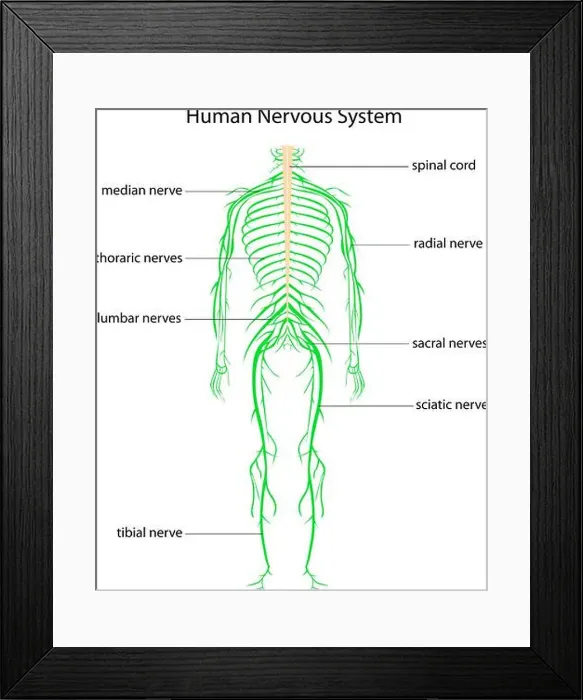 Framed Print : Illustration of human nervous system with labels Framed Print : Illustration of human nervous system with labels