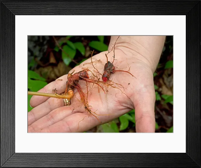 Framed Print : Root of Bloodroot Sanguinaria canadensis Spring Wildflower Hardwoods Eastern USA Framed Print : Root of Bloodroot Sanguinaria canadensis Spring Wildflower Hardwoods Eastern USA