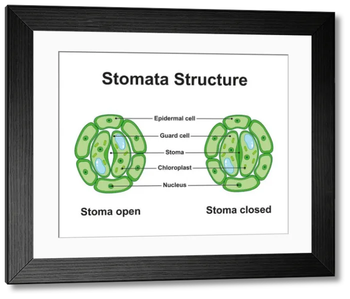 Framed Print : Stomata structure, illustration Framed Print : Stomata structure, illustration