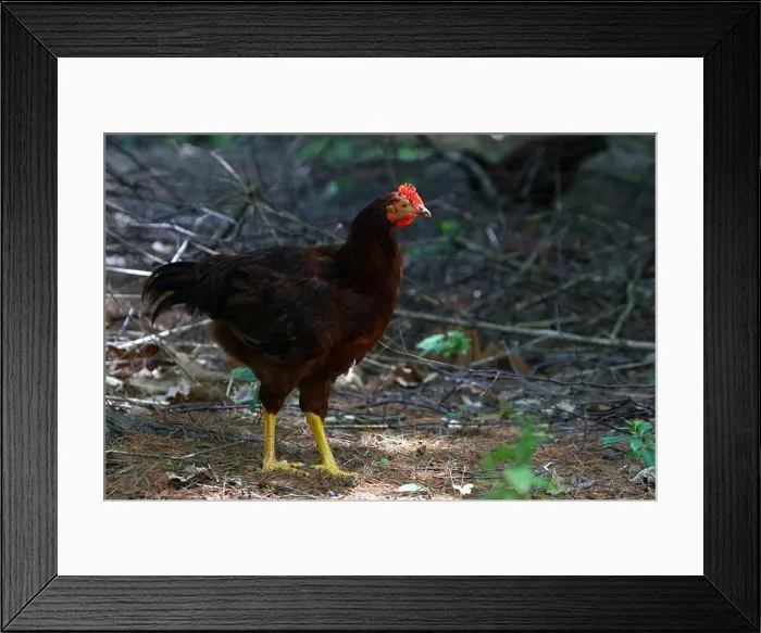 Framed Print : Rhode Island Red Hen Framed Print : Rhode Island Red Hen