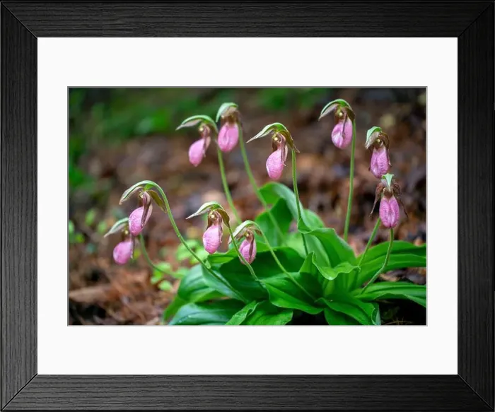 Framed Print : Pink Lady's Slipper (Cypripedium acaule) - Pisgah National Forest, Brevard, North Carolina, USA Framed Print : Pink Lady's Slipper (Cypripedium acaule) - Pisgah National Forest, Brevard, North Carolina, USA