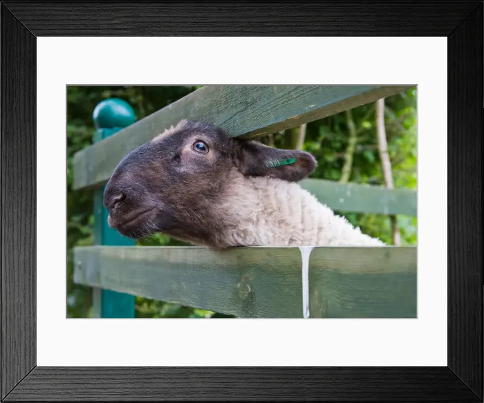 Framed Print : A sheep poking it's head through a wooden fence in the english countryside Framed Print : A sheep poking it's head through a wooden fence in the english countryside