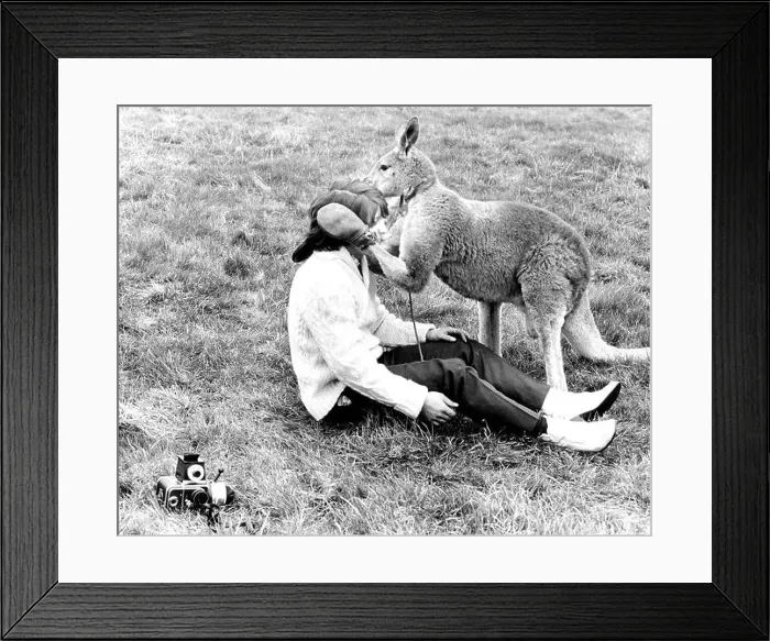 Framed Print : Kangaroo comforts photographer, England, Great Britain Framed Print : Kangaroo comforts photographer, England, Great Britain