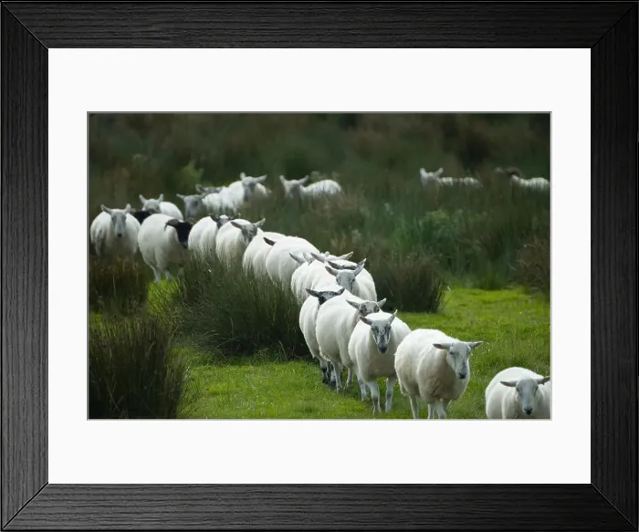 Framed Print : Sheep following each other Framed Print : Sheep following each other