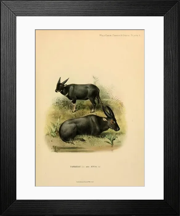 Framed Print : The tamaraw or Mindoro dwarf buffalo (Bubalus mindorensis) [Here as Tamarau Framed Print : The tamaraw or Mindoro dwarf buffalo (Bubalus mindorensis) [Here as Tamarau