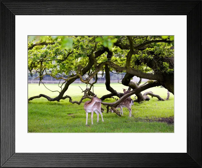 Framed Print : Two deers in beautiful forest background Framed Print : Two deers in beautiful forest background