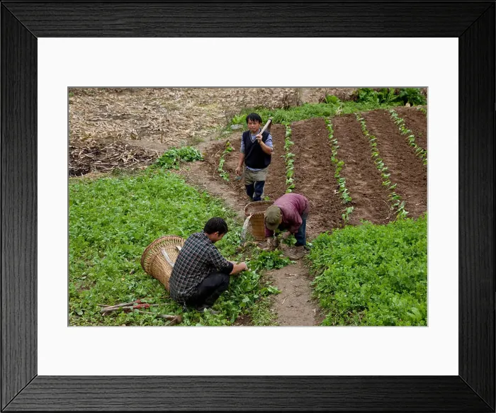 Framed Print : Farmers work in their fields in a small village in west China