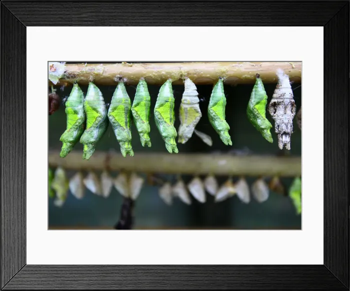 Framed Print : Cocoon hanging on a branch at a butterfly farm