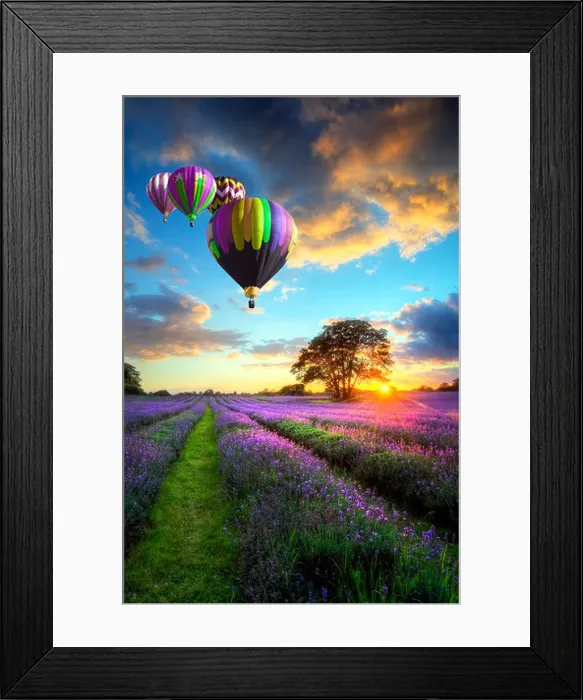 Framed Print : Hot air balloons flying over beautiful lavender fields during stunning Summer sunset Framed Print : Hot air balloons flying over beautiful lavender fields during stunning Summer sunset