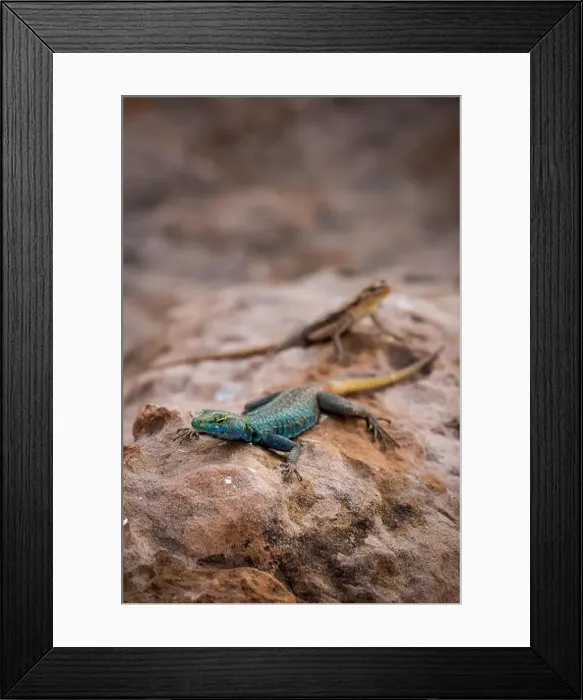 Framed Print : Sekukhune Flat Lizard and African Striped Skink on Stone, South Africa, Africa Framed Print : Sekukhune Flat Lizard and African Striped Skink on Stone, South Africa, Africa