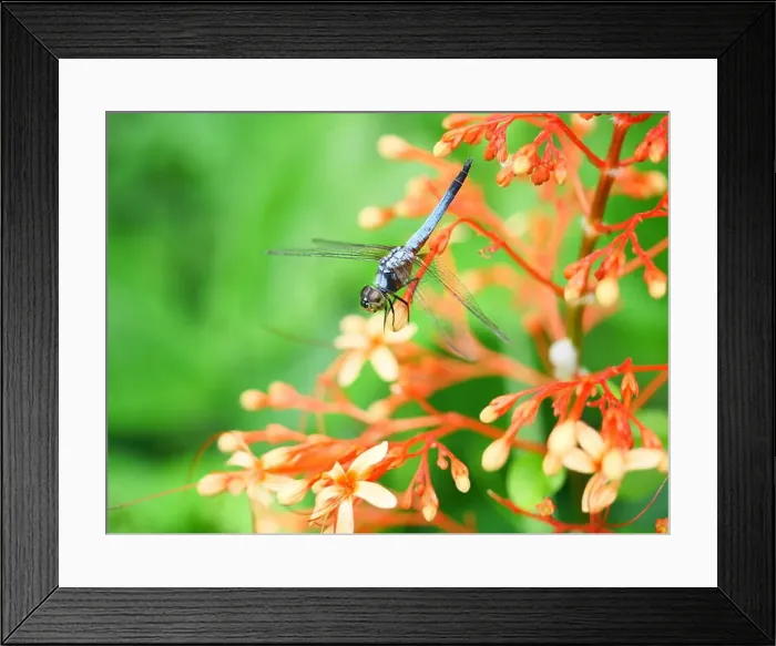 Framed Print : Blue dasher dragonfly with pattern of yellow and orange on the side of the body