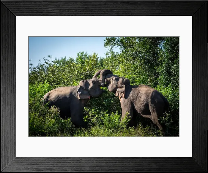 Framed Print : Asian elephant bulls fighting Framed Print : Asian elephant bulls fighting