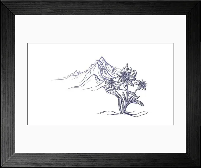 Framed Print : Edelweiss flower, mountain peaks Framed Print : Edelweiss flower, mountain peaks