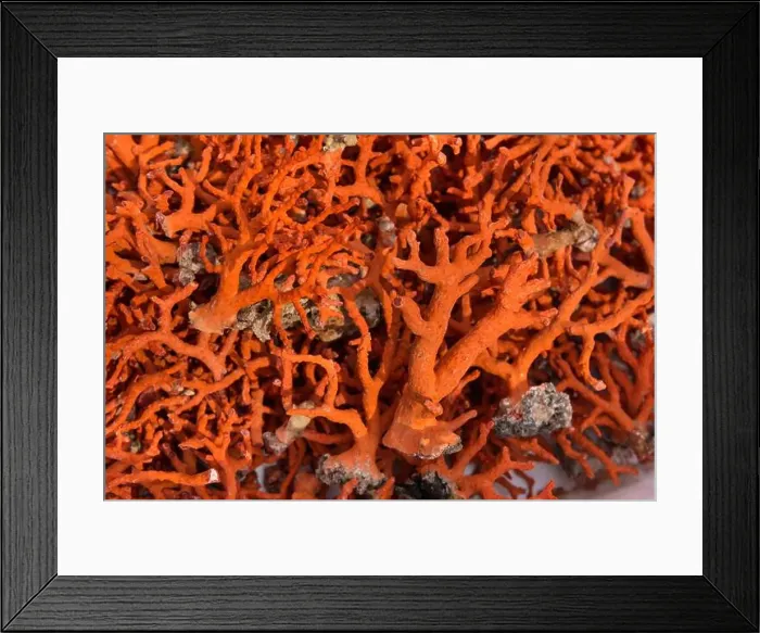 Framed Print : France, Corse du Sud, Bonifacio, Red Coral (detail) Framed Print : France, Corse du Sud, Bonifacio, Red Coral (detail)