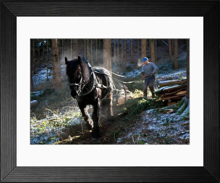 Framed Print : Forest worker and logging horse doing forest work, Volders, Tyrol, Austria Framed Print : Forest worker and logging horse doing forest work, Volders, Tyrol, Austria