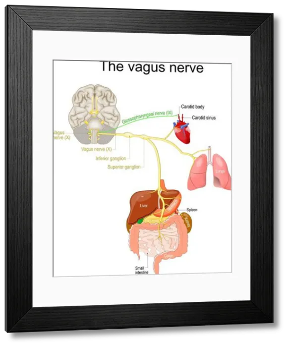 Framed Print : vagus nerve. parasympathetic nervous system. Medical diagram. Vector illustration to explain about human's nerve system Framed Print : vagus nerve. parasympathetic nervous system. Medical diagram. Vector illustration to explain about human's nerve system