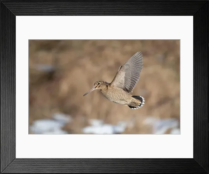 Framed Print : Eurasian Woodcock (Scolopax rusticola) sideview of a bird in flight against background showing underwing at Blåvand Framed Print : Eurasian Woodcock (Scolopax rusticola) sideview of a bird in flight against background showing underwing at Blåvand