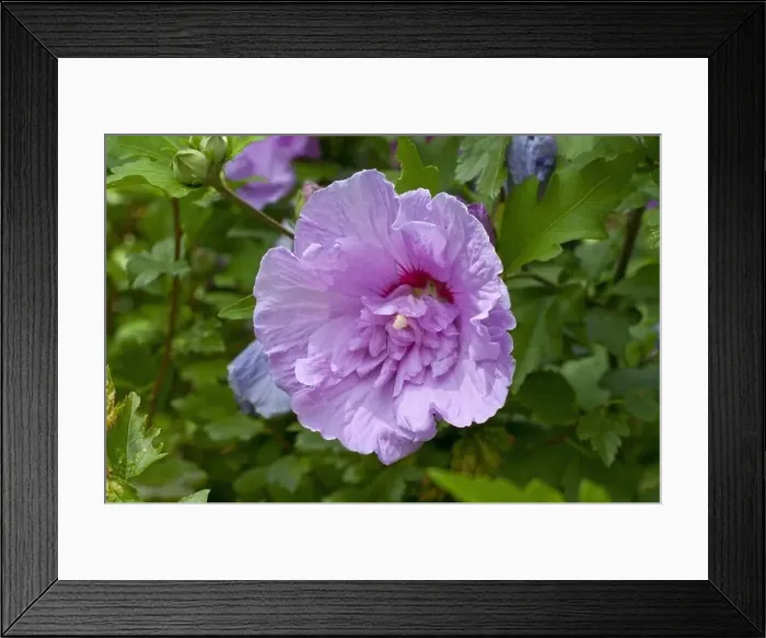Framed Print : Lavatera or Mallow tree (Lavatera sp) double flower Framed Print : Lavatera or Mallow tree (Lavatera sp) double flower