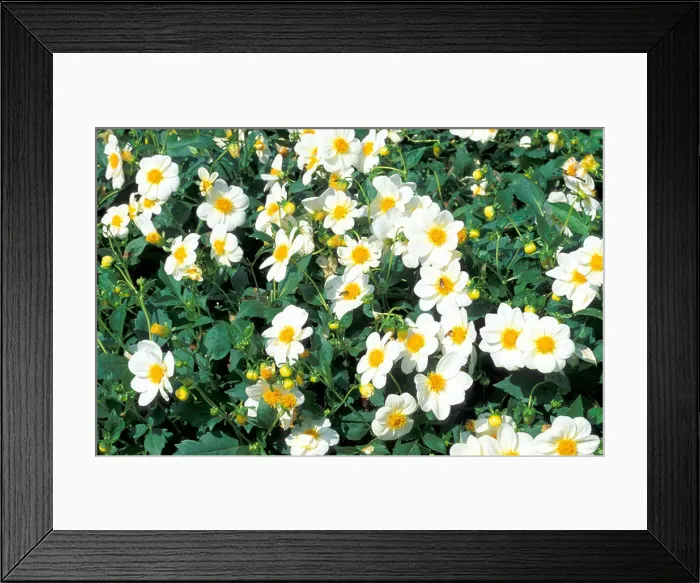 Framed Print : Single-flowered dahlia Anna Karina Framed Print : Single-flowered dahlia Anna Karina