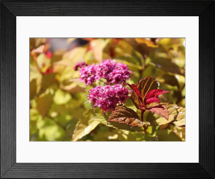 Framed Print : Golden leaves and flower buds on a Spirea Shrub Framed Print : Golden leaves and flower buds on a Spirea Shrub