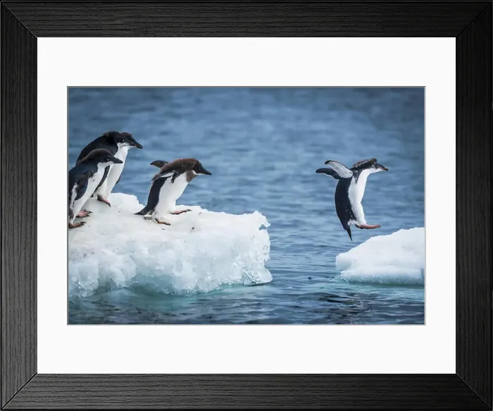 Framed Print : Adelie penguins (Pygoscelis adeliae) diving between two ice floes; Antarctica Framed Print : Adelie penguins (Pygoscelis adeliae) diving between two ice floes; Antarctica