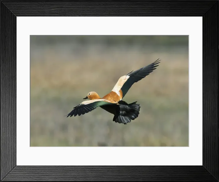 Framed Print : Ruddy Shelduck Tadorna ferruginea Framed Print : Ruddy Shelduck Tadorna ferruginea