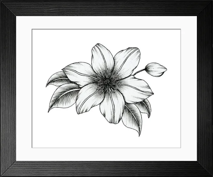 Framed Print : hand drawn ink clematis flowers isolated on white Framed Print : hand drawn ink clematis flowers isolated on white