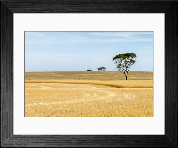Framed Print : Partially harvested wheat paddock with trees western australia Framed Print : Partially harvested wheat paddock with trees western australia