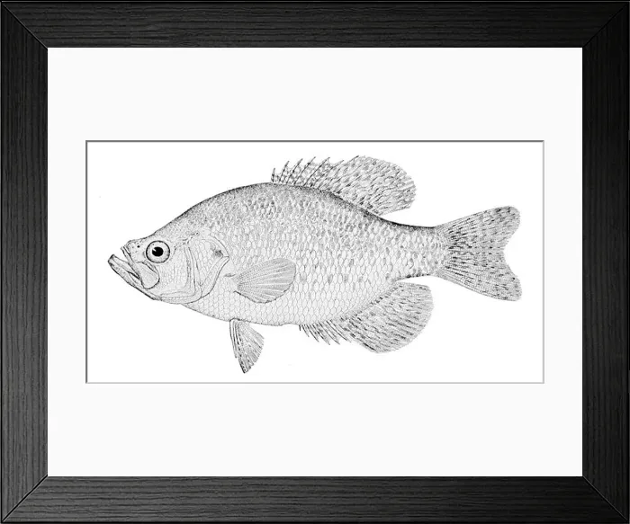 Framed Print : Pomoxis annularis, commonly known as the white crappie Framed Print : Pomoxis annularis, commonly known as the white crappie