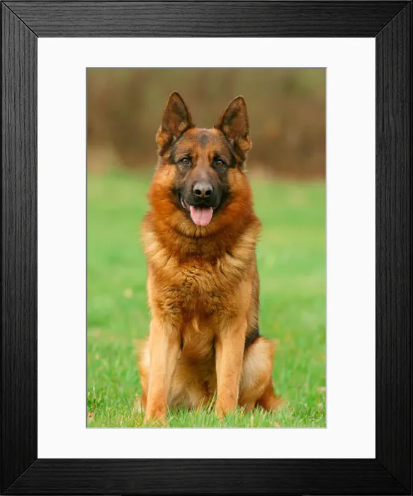 Framed Print : German Shepherd Dog, Germany Framed Print : German Shepherd Dog, Germany