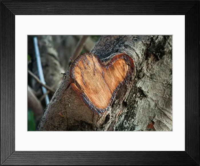 Framed Print : A heart-shaped area where a branch has been cut off a tree Framed Print : A heart-shaped area where a branch has been cut off a tree