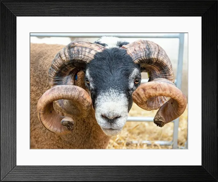 Framed Print : Portrait of a Blackface Ram with horns at the Royal Highland Show 2021, Ingliston, Edinburgh, Scotland Framed Print : Portrait of a Blackface Ram with horns at the Royal Highland Show 2021, Ingliston, Edinburgh, Scotland