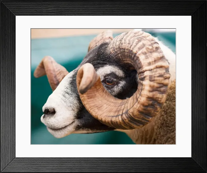 Framed Print : RHS 2018: Portrait of a Blacface Ram at Royal Highland Show, Ingliston, Edinburgh, Scotland Framed Print : RHS 2018: Portrait of a Blacface Ram at Royal Highland Show, Ingliston, Edinburgh, Scotland