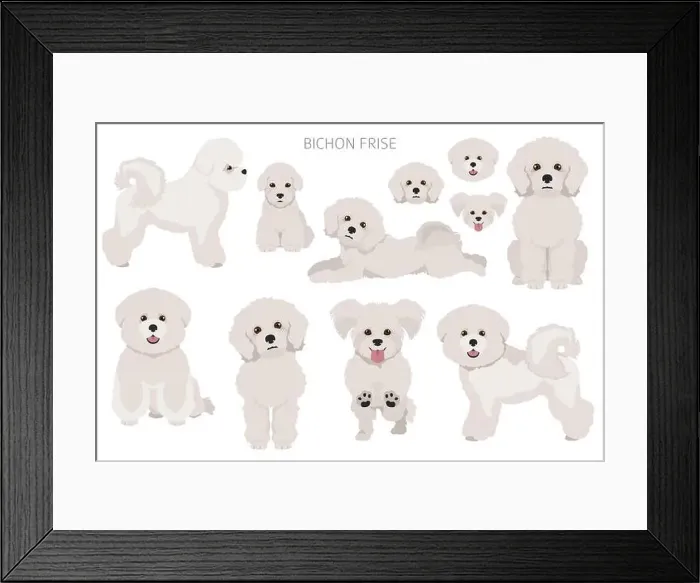 Framed Print : Bichon frise clipart. Different coat colors and poses set. Vector illustration Framed Print : Bichon frise clipart. Different coat colors and poses set. Vector illustration