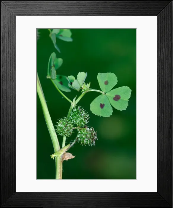 Framed Print : SPOTTED MEDICK Medicago arabica (Fabaceae) Framed Print : SPOTTED MEDICK Medicago arabica (Fabaceae)