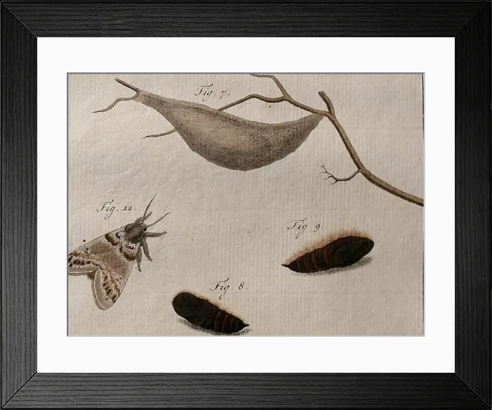 Framed Print : Beschouwing der wonderen Gods : in de mintsgeachte schepzelen of nederlandsche insecten Framed Print : Beschouwing der wonderen Gods : in de mintsgeachte schepzelen of nederlandsche insecten