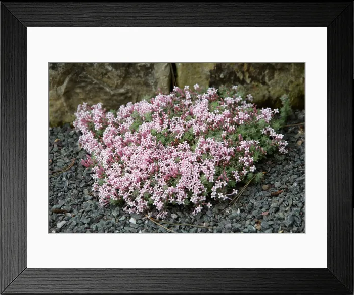 Framed Print : Alpine or Woolly Woodruff, Asperula arcadiensis, Rubiaceae, Greece Framed Print : Alpine or Woolly Woodruff, Asperula arcadiensis, Rubiaceae, Greece