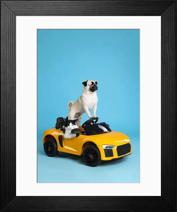 Framed Print : Funny pug dog and cat in toy car on light blue background Framed Print : Funny pug dog and cat in toy car on light blue background