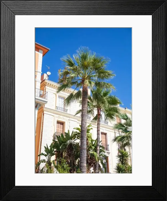 Framed Print : Palm tree on Promenade du Soleil, Menton, France Framed Print : Palm tree on Promenade du Soleil, Menton, France