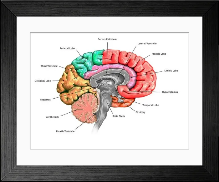 Framed Print : Illustration of a cross-section of the brain showing the various lobes Framed Print : Illustration of a cross-section of the brain showing the various lobes