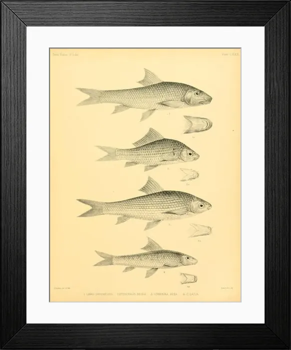 Framed Print : The fishes of India (Plate CXXX) (6924456400) Framed Print : The fishes of India (Plate CXXX) (6924456400)