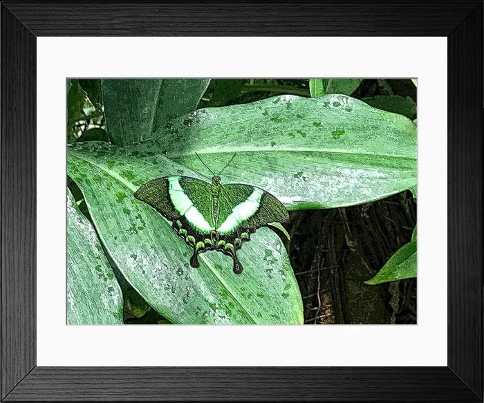 Framed Print : This butterfly is a camouflage on a leaf Framed Print : This butterfly is a camouflage on a leaf