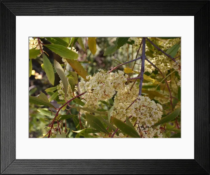 Framed Print : Catha edulis, commonly known as khat Framed Print : Catha edulis, commonly known as khat