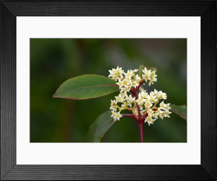 Framed Print : Khat, Kath Tree (Catha edulis), flowering twig Framed Print : Khat, Kath Tree (Catha edulis), flowering twig