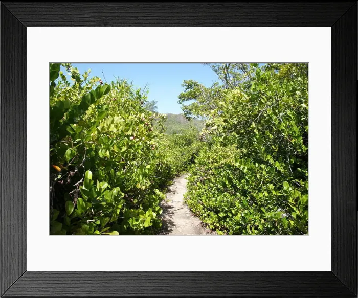 Framed Print : Coco plum, Chrysobalanus icaco. Seychelles, Curieuse Island, Indian ocean Framed Print : Coco plum, Chrysobalanus icaco. Seychelles, Curieuse Island, Indian ocean