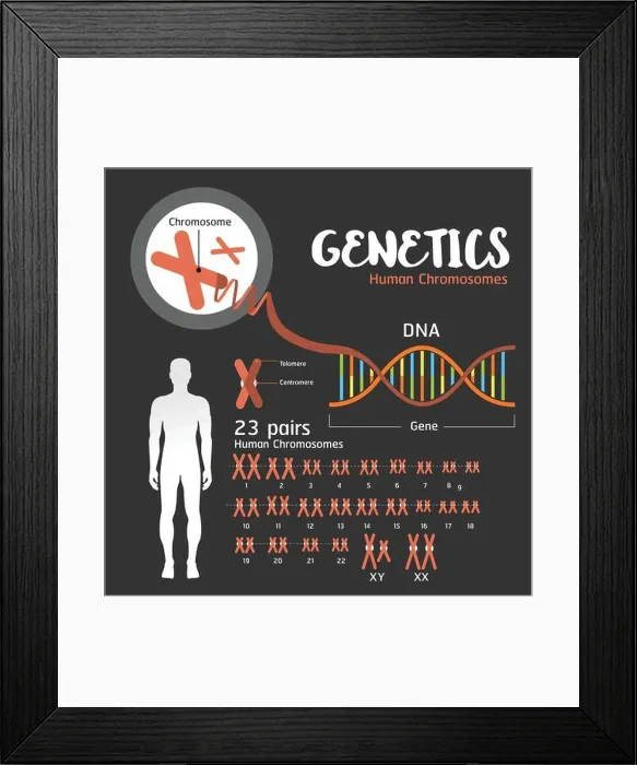 Framed Print : Genetics DNA structure and chromosomes Framed Print : Genetics DNA structure and chromosomes
