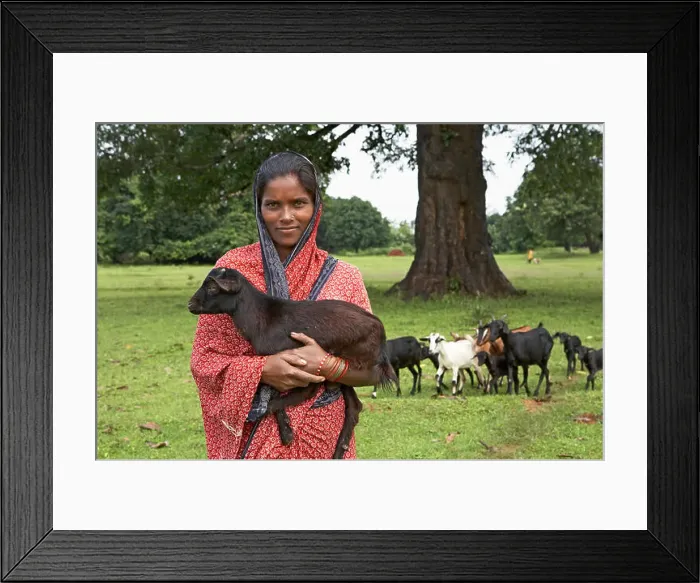 Framed Print : Rural woman with goat animal husbandry economic initiative started by NGO Chinmaya Organization of Rural Development Framed Print : Rural woman with goat animal husbandry economic initiative started by NGO Chinmaya Organization of Rural Development