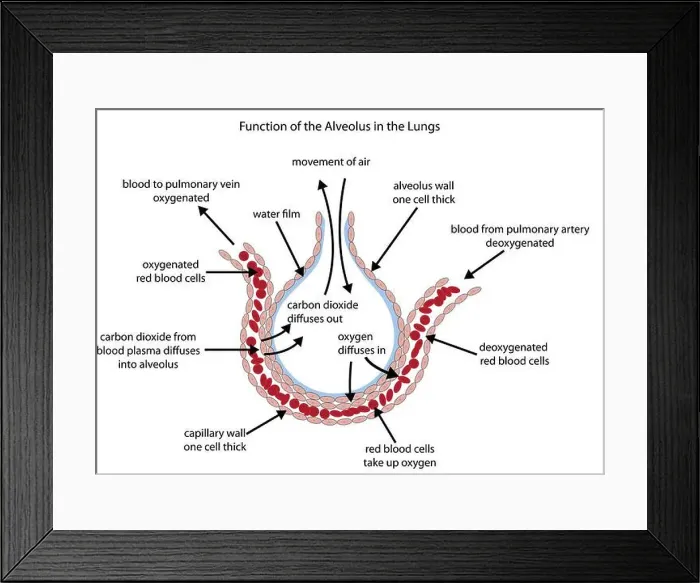 Framed Print : Fully labelled diagram of the alveolus in the lungs showing gaseous exchange Framed Print : Fully labelled diagram of the alveolus in the lungs showing gaseous exchange