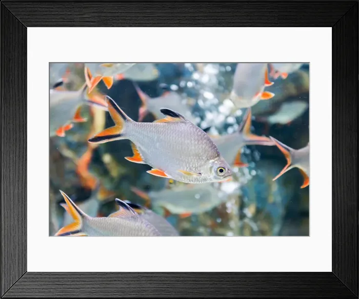 Framed Print : Tinfoil barb fish or Barbonymus schwanenfeldii, fresh water fish in Thailand Framed Print : Tinfoil barb fish or Barbonymus schwanenfeldii, fresh water fish in Thailand