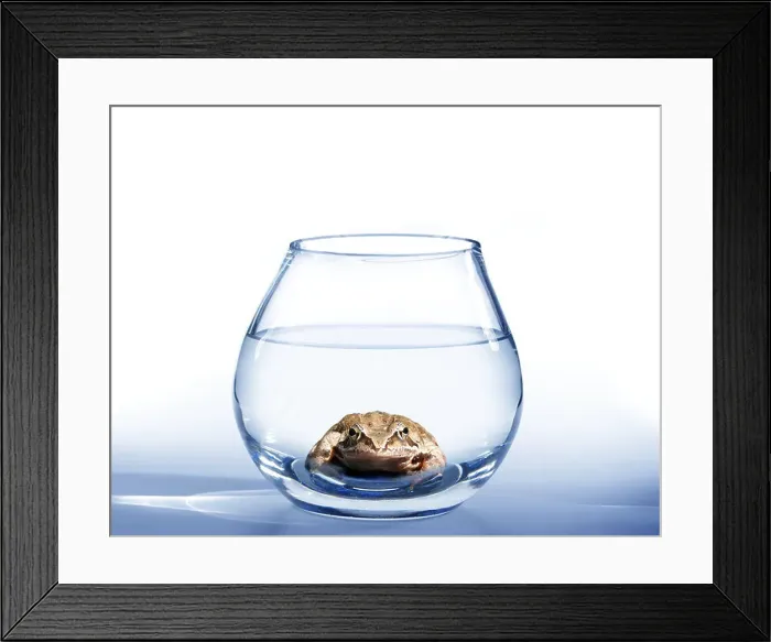 Framed Print : brown frog in glass round aquarium from water Framed Print : brown frog in glass round aquarium from water